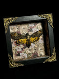 Death's Head Hawk Moth Shadowbox Display