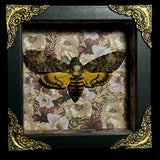 Death's Head Hawk Moth Shadowbox Display