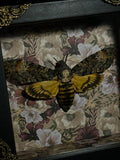 Death's Head Hawk Moth Shadowbox Display