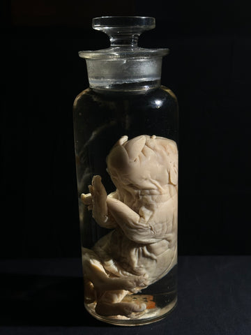 Fetal Cyclops Pig Specimen Jar