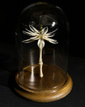 "Bone Flower" with Glass Dome