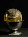 Leopard Frog Specimen Globe with Vintage Base