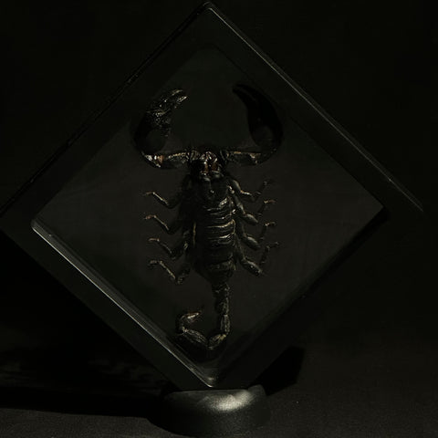 Asian Forest Scorpion in Floating Frame