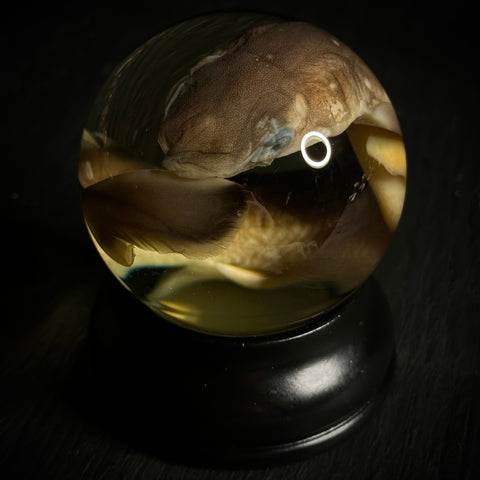 Fetal Dog Shark Wet Specimen Globe