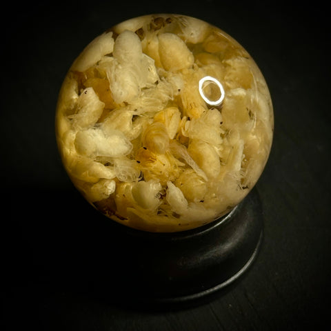 Ant Eggs Wet Specimen Globe