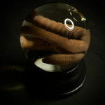 Earthworm Wet Specimen Globe