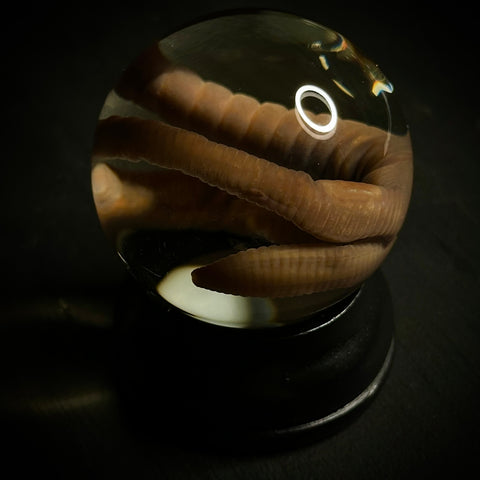 Earthworm Wet Specimen Globe