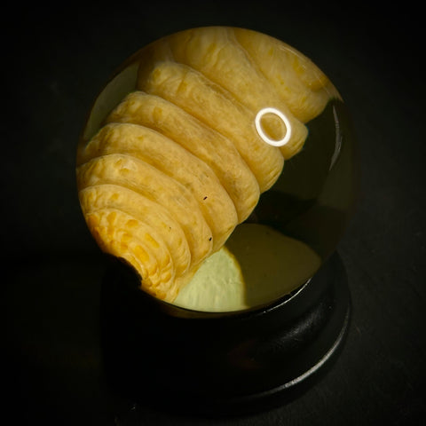 Palm Weevil Grub Wet Specimen