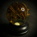 Asian Toe-Biter Wet Specimen Globe