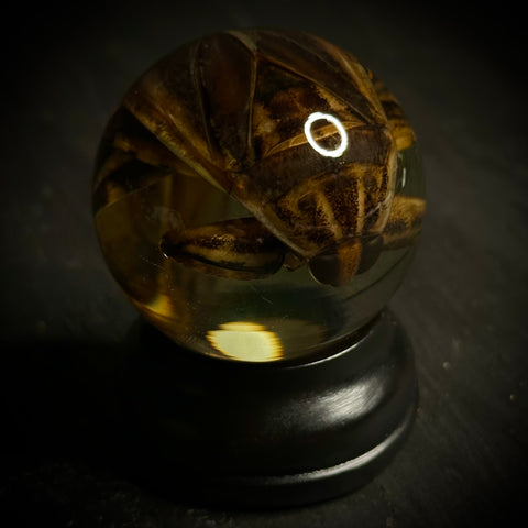 Asian Toe-Biter Wet Specimen Globe