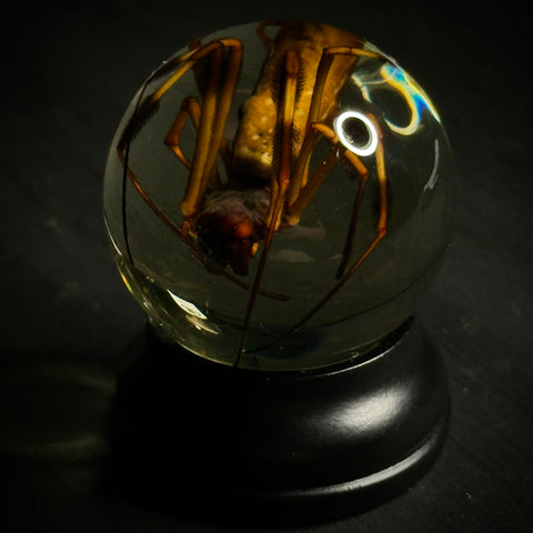 Golden Silk Orbweaver Wet Specimen Globe