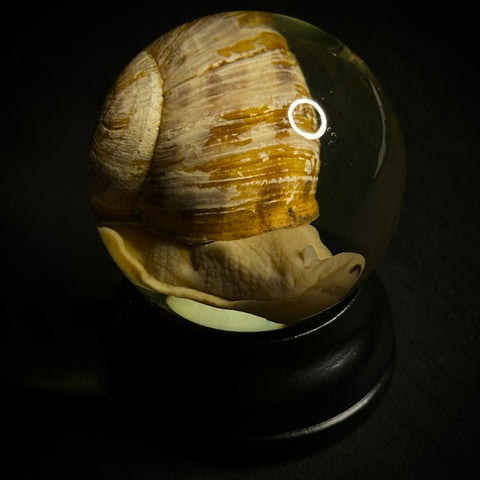 Helix Snail Wet Specimen Globe