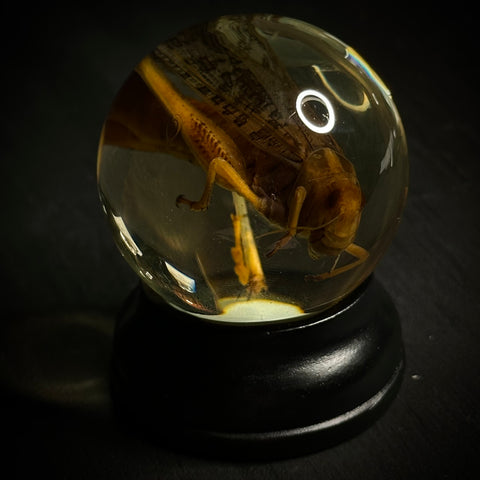 Grasshopper Wet Specimen Globe