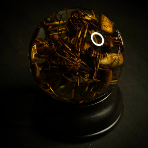 Spider Globe Wet Specimen