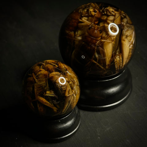 The Swarm Wet Specimen Globe