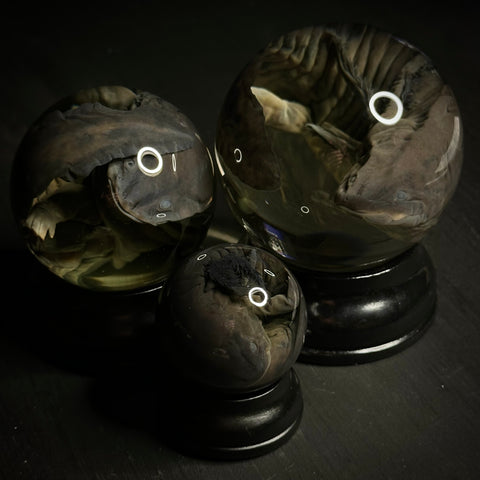 Axolotl Wet Specimen Globe