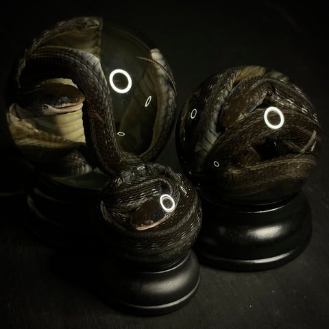Garter Snake Specimen Globe