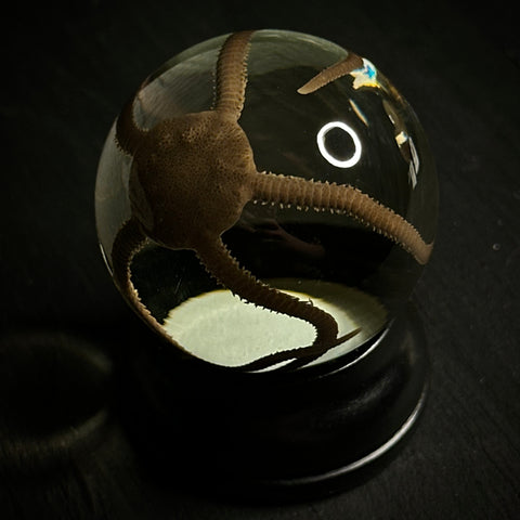 Brittle Star Specimen Globe