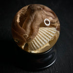 Clam Jam Wet Specimen Globe