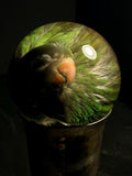 Asian Parakeet Wet Specimen on Vintage Base