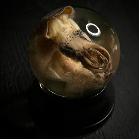 Squid Wet Specimen Globe