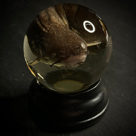 Bullhead Catfish Wet Specimen Globe