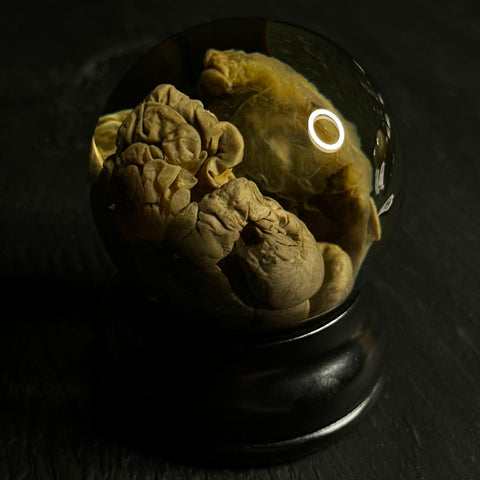 Fetal Pig Intestines Specimen Globe