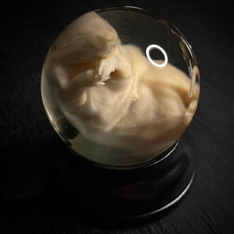 Rat Pup Specimen Globe