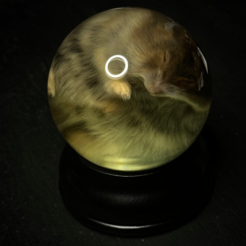 Siberian Dwarf Hamster Specimen Globe