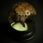 Hatchling Snapping Turtle Specimen Globe