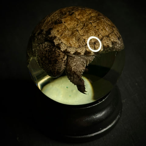 Hatchling Snapping Turtle Specimen Globe