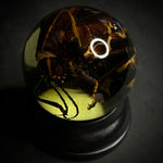 Lubber Grasshopper Specimen Globe