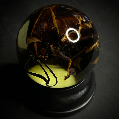 Lubber Grasshopper Specimen Globe