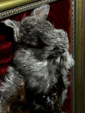 Mummified Flayed Chinchilla Display