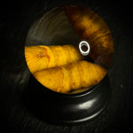 Silkworm Pupae Specimen Globe
