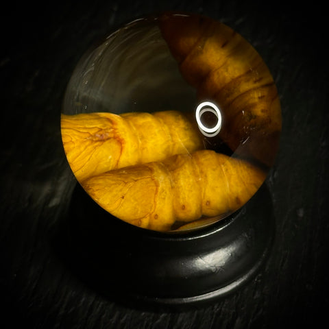 Silkworm Pupae Specimen Globe