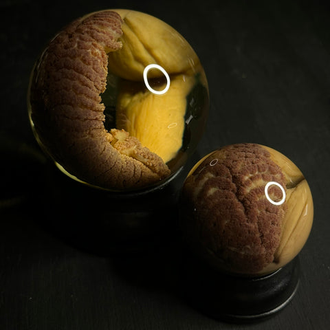 Sea Pen Wet Specimen Globe