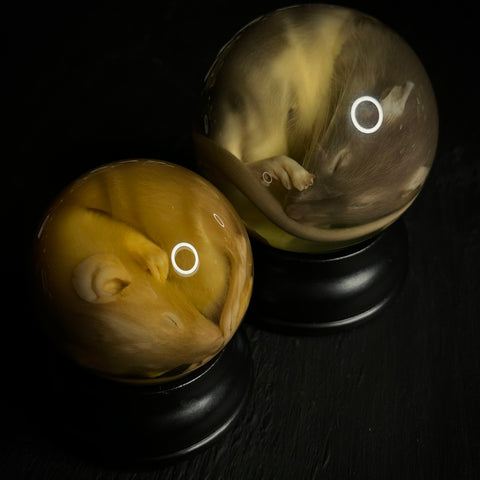 Rat Wet Specimen Globe