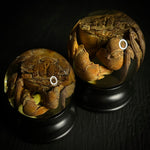 Swimming Crab Specimen Globe