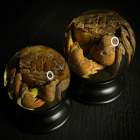 Swimming Crab Specimen Globe