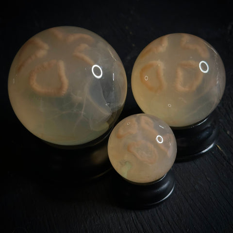 Moon Jellyfish Specimen Globe
