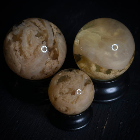 Sailing Jellyfish Wet Specimen Globe