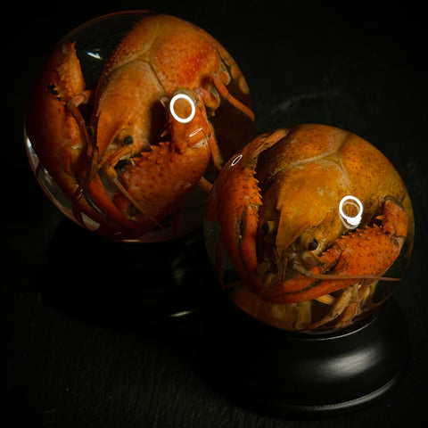 Crayfish Specimen Globe