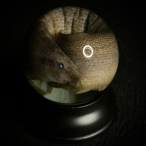 Dojo Loach