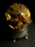 Cane Toad Wet Specimen on Vintage Base