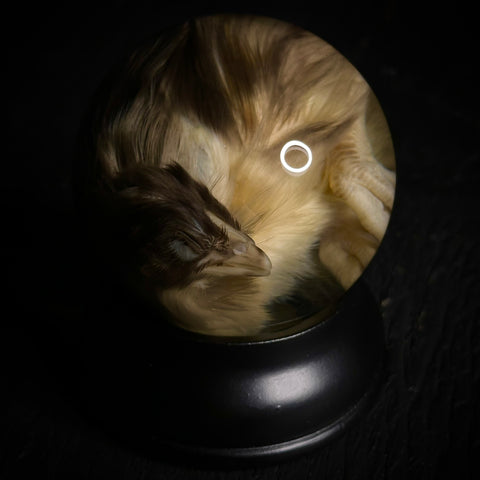 Chick Wet Specimen Globe