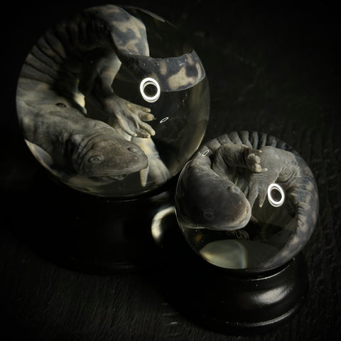 Tiger Salamander