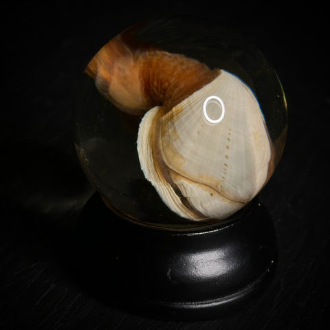 Gooseneck Barnacle