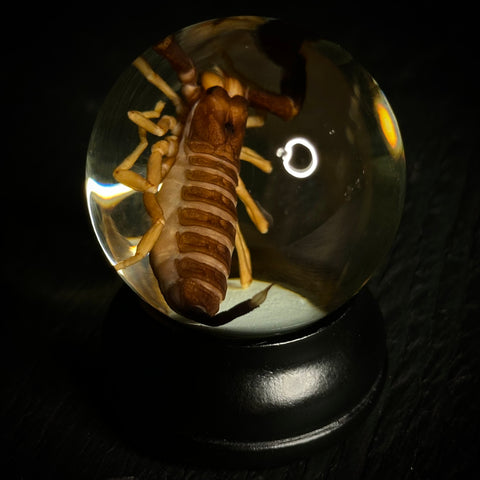Bark Scorpion Wet Specimen Globe