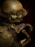 Mummified Fetal Pig Display Box